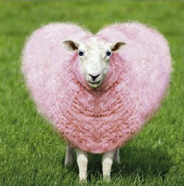 Funny Sheep Pink Love Heart Blank Greeting Card Goggly Moving Eyes