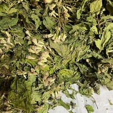 Ceylon Calea Zacatechichi Mexican Dream Herb ...