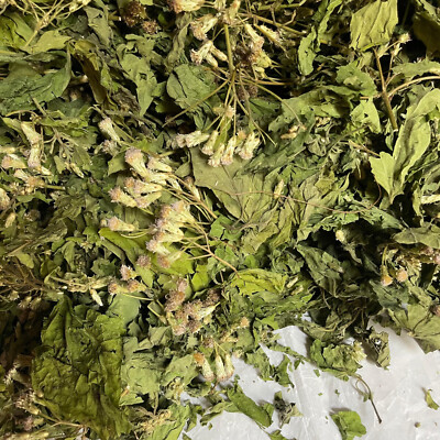 Ceylon Calea Zacatechichi Mexican Dream Herb 100% Organic Pure Herbal Tea