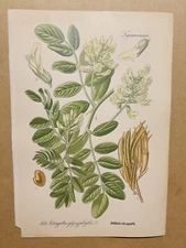 1886 ANTIQUE PICTURES LITHOGRAPH ART PRINT BOTANY FLOWER FLORA NATURE DECO PO...