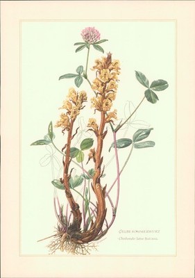 Kunstdruck - Offsetdruck. Karl Grossmann: GELBE SOMMERWURZ (Bremme, Luzerne-Würg