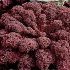 KALE 50 SEEDS SCARLET RED CURLED LEAF CABBAGE ORNAMENTALS BRASSICA