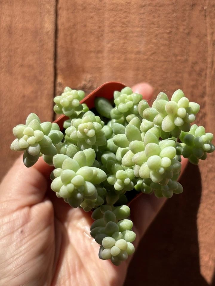 2” Sedum Morganianum ‘Burros Tail’ succulent - Image 2 of 3