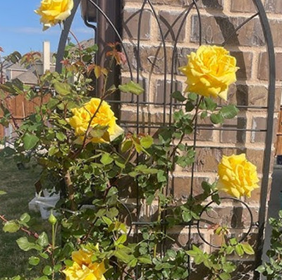 Royal gold climbing rose yellow bare rooted rose bush live plant X