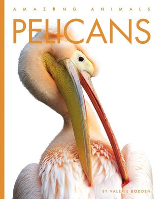 Pelicans (Amazing Animals),Bodden, Valerie Valerie Bodden,