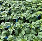 Lot of 2 RED CHERRY TOMATO LIVE PLANTS 6 to 10 inches 100% ORGANIC NON GMO