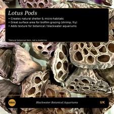 Lotus Seed Pods | Natural