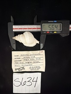Distorsio Perdistorta Shell 56.4mm Philippines (S634)