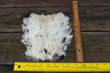 Natural White Chicken Breast Patch Piece  Feathers ... on Skin, Rounded Feathers