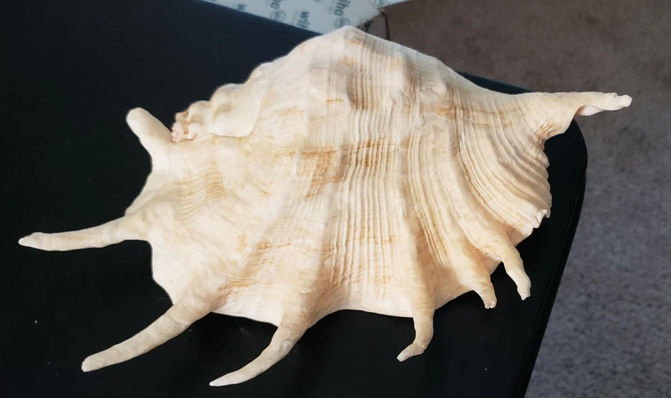 Giant Spider Conch - Lambis truncata -(Approx. 292mm) - Image 4 of 4