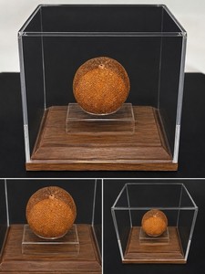 “Naturally Mummified Blood Orange Displayed in Trauma Program Office for 2.5 yrs