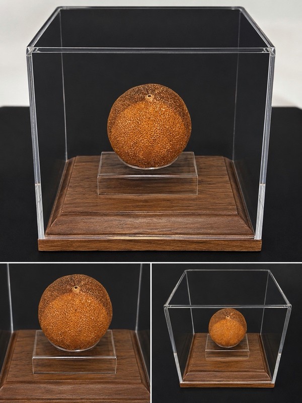 “Naturally Mummified Blood Orange Displayed in Trauma Program Office for 2.5 yrs
