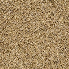 Scagliola AD Uso ZOOTECNICO Essenza di Semi Selezionati e Super Ventilati No OGM