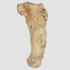 Fossilien U. Spelaeus Fingerknochen Phalanx I Quartär Pleistozän Eiszeit