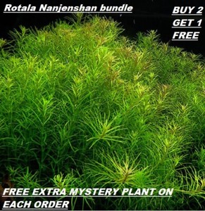 aquarium plant bundle