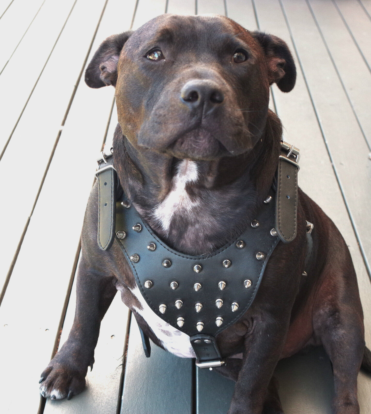 Leather Collar Leash Set For Pitbull Mastiff 26"-33" Studded