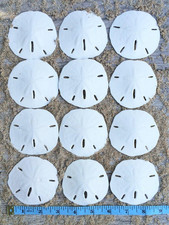 Real Sand Dollars 2.5" to 3" 12 Pack Sand Dollar Wall Art Ornament Set B