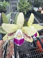 Cattleya Jairak Cute Orchid Plant Blooming Size Mount