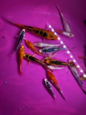 Pack of 2 assorted fish ,Live koi fish, exotic fish approximate size  2”-5"