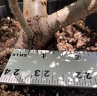 Juniper cascading Bonsai with jin — photo 4