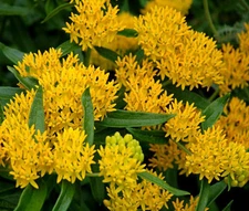 BUTTERFLY WEED HELLO YELLOW Asclepias Tuberosa - 300 Bulk Seeds