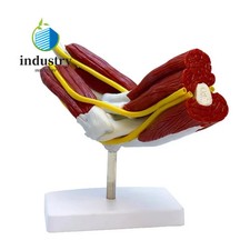 Elbow Joint Anatomy Model Including Muscles Bones and Nerves Life Size Medical