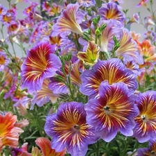 Chilean Morning Glory Seeds - 100pcs Mixed Color Blooms for Stunning Garden
