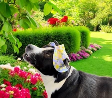 Heart To Tail Dog /Cat Bucket Sun Hat Lemon Print Purple Yellow Medium Breed