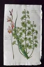 Good 1813 Hand Col Botanical Print. Virginian Helonias 139