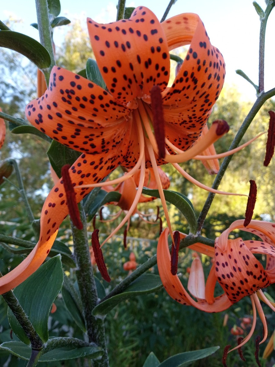 1 Organic Tiger Lily  Lilium Lancifolium Edible Perennial Live Rooted  Plant | eBay