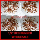 Small Live Red Runner Turkestan Roaches 1/4” BULK Tarantula | Dubia Replacement