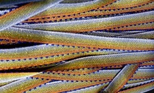 vintage embroidery trim 1/4" flower picot edge ribbon blue gold 1yd France