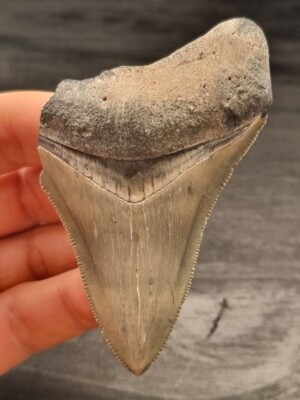 Megalodon Tooth Fragment 8.1cm - Sharp Teeth - Real Fossil - Shark Tooth
