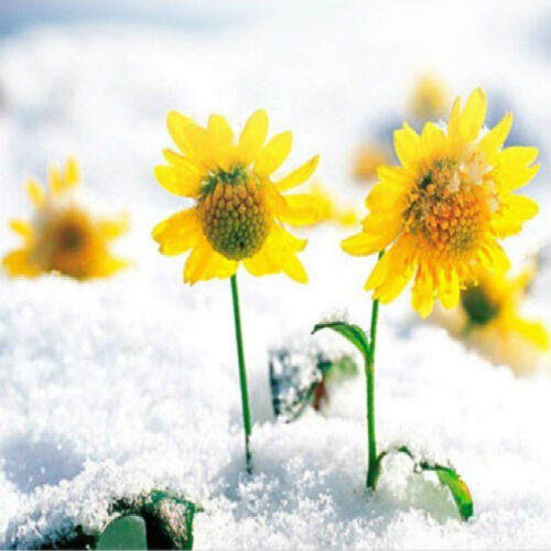 45g Chrysantheme Tee Berg Schnee Daisy Blume Tee Natürlicher Tee - Bild 3 von 12