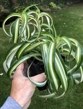 Bonnie Curly Spider Plant