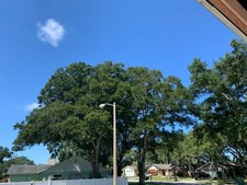 Acorns, Florida Live Oak, 12 count, seconds, imperfect shape fresh crop 2025