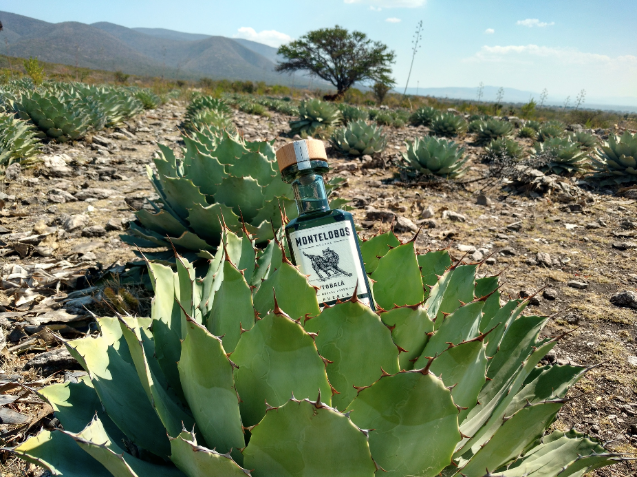 Agave Tobala Oaxaca México 200 seeds | eBay