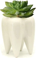 Ceramic Tooth Shaped Pen Pencil Toothbrush Holder Pot Succulent 3.9, White 