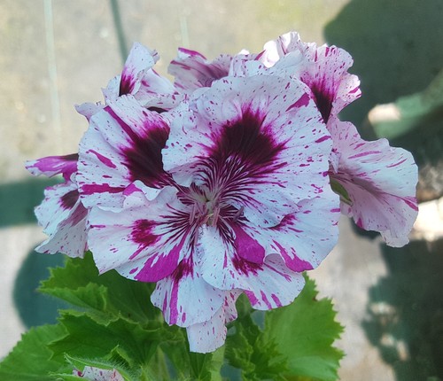 Sunset Snow Regal Pelargonium x 1 Plant -------------------- Geranium