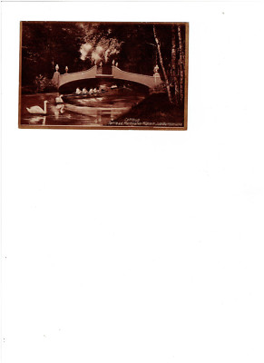 Rowingers and Swans at the Jubilee Bridge in Cottbus circa 1920s