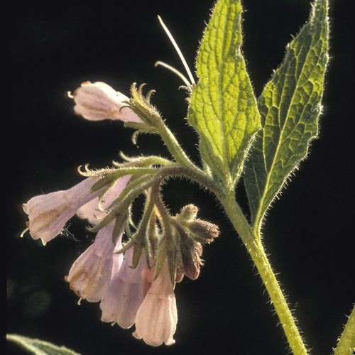COMFREY Leaf Herbal Extract Symphytum officinale , Bulk Restorative Tea - Imagen 7 de 9