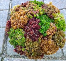 H 1/2 Gallon Sampler Live Sphagnum Moss Crisp And Fuzzy Fresh Cleaned Maine