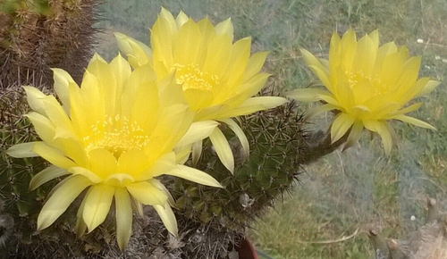 Acanthocalycium Violaceum X 20 fresh seeds, Add To Basket, Read Description - Picture 16 of 23