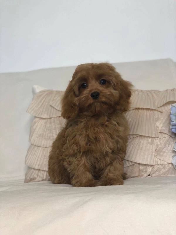 Toy Cavoodle 1st Generation Female Puppy Avail Now Dogs Puppies Gumtree Australia Campbelltown Area Macquarie Fields 1255352160