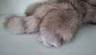 Foto 7 di 10