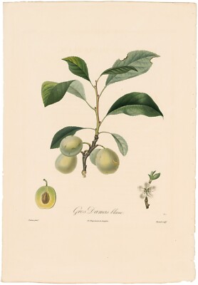 Poiteau Pomologie Francaise 1846 antique engraving 81 Prunier gros Damas blanc
