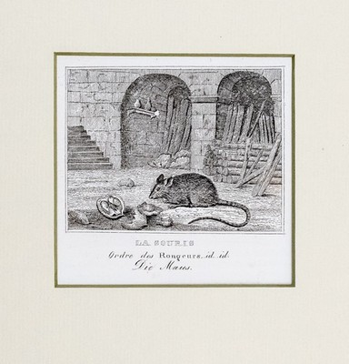 Maus Original Stahlstich mit Passepartout von Engels 1835