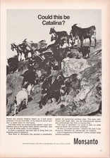 Monsanto Vintage Magazine Ad Goats Catalina Island Industrial Mid-Century 1969