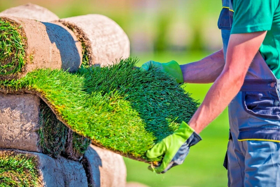 ROLLRASEN inkl. Lieferung ab nur 6 € pro QM, vorgedüngter Fertigrasen, 3 Sorten - Bild 2 von 4