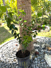 Governor Plum/Ramontchi (Flacourtia Indica) 1Gal Seedling (Not Grafted) Rare